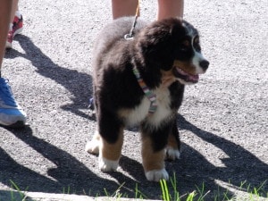 cucciolo bovaro del bernese raduno grabber folgaria 2016 